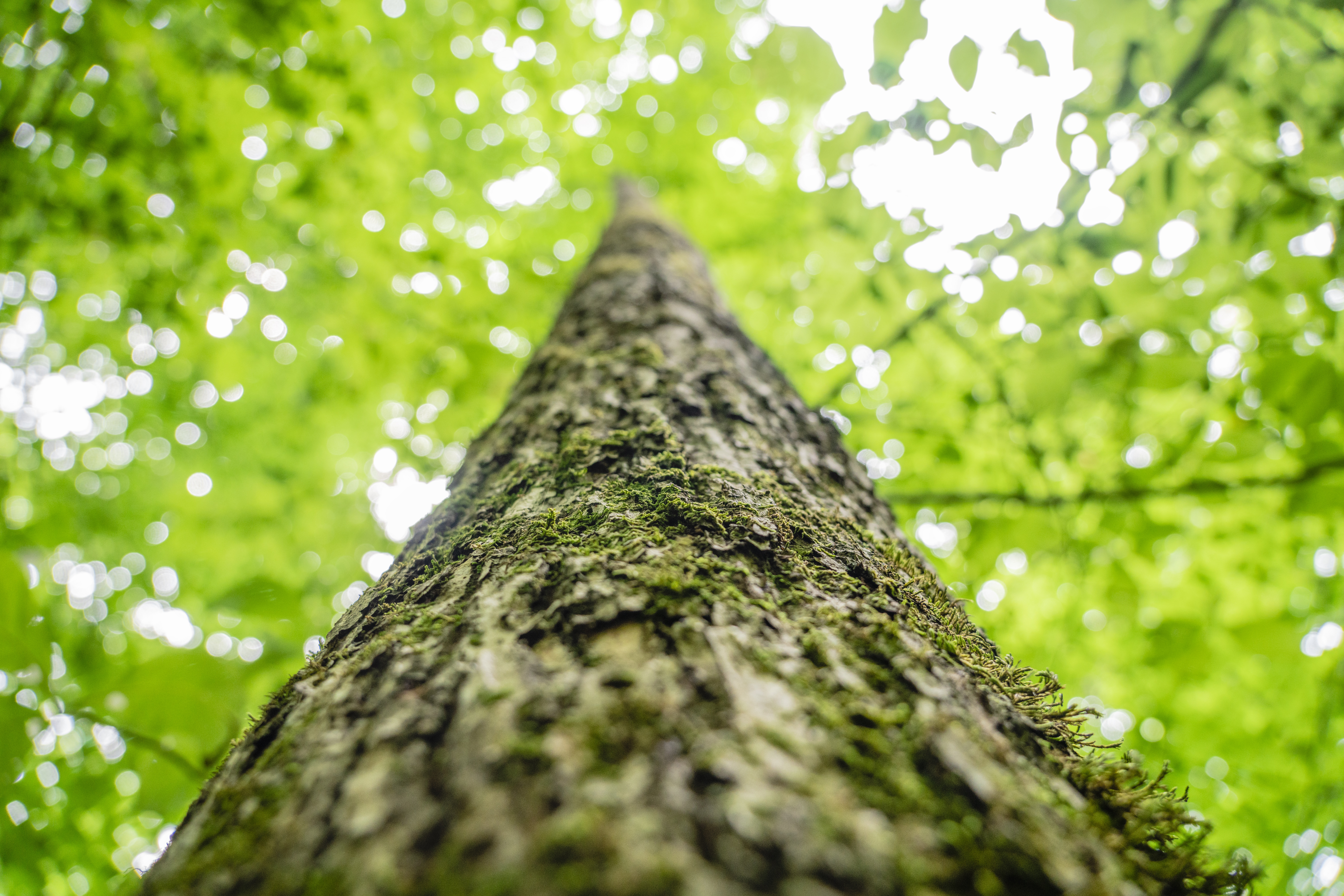 US forest